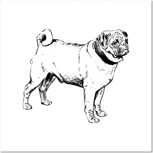 pug drawing Posters and Art